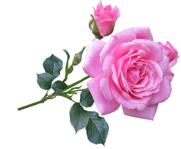 Rose Blume PNG Transparentes Bild