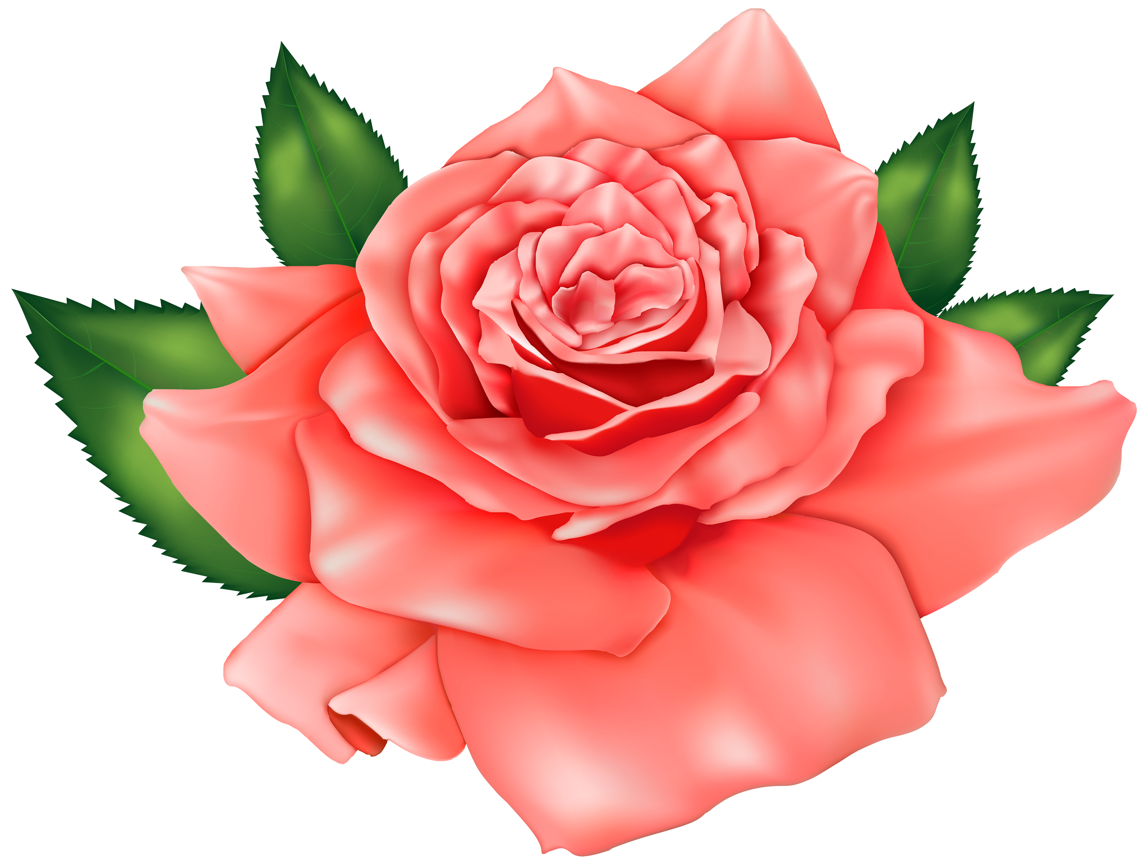 Transparenter Hintergrund der rosafarbenen Blume