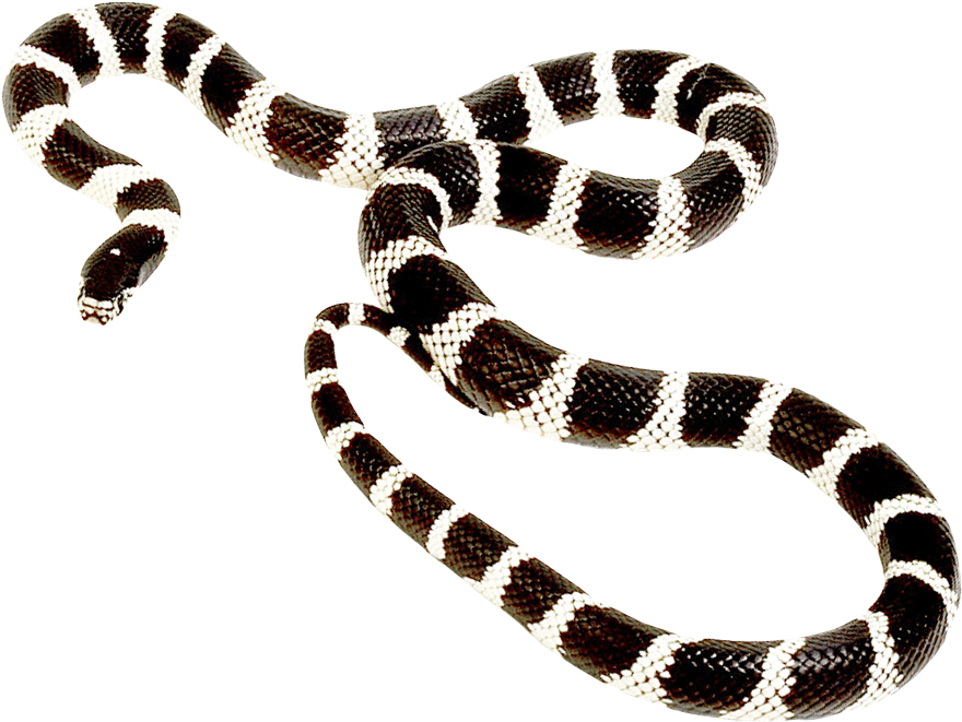 Snake Transparent PNG