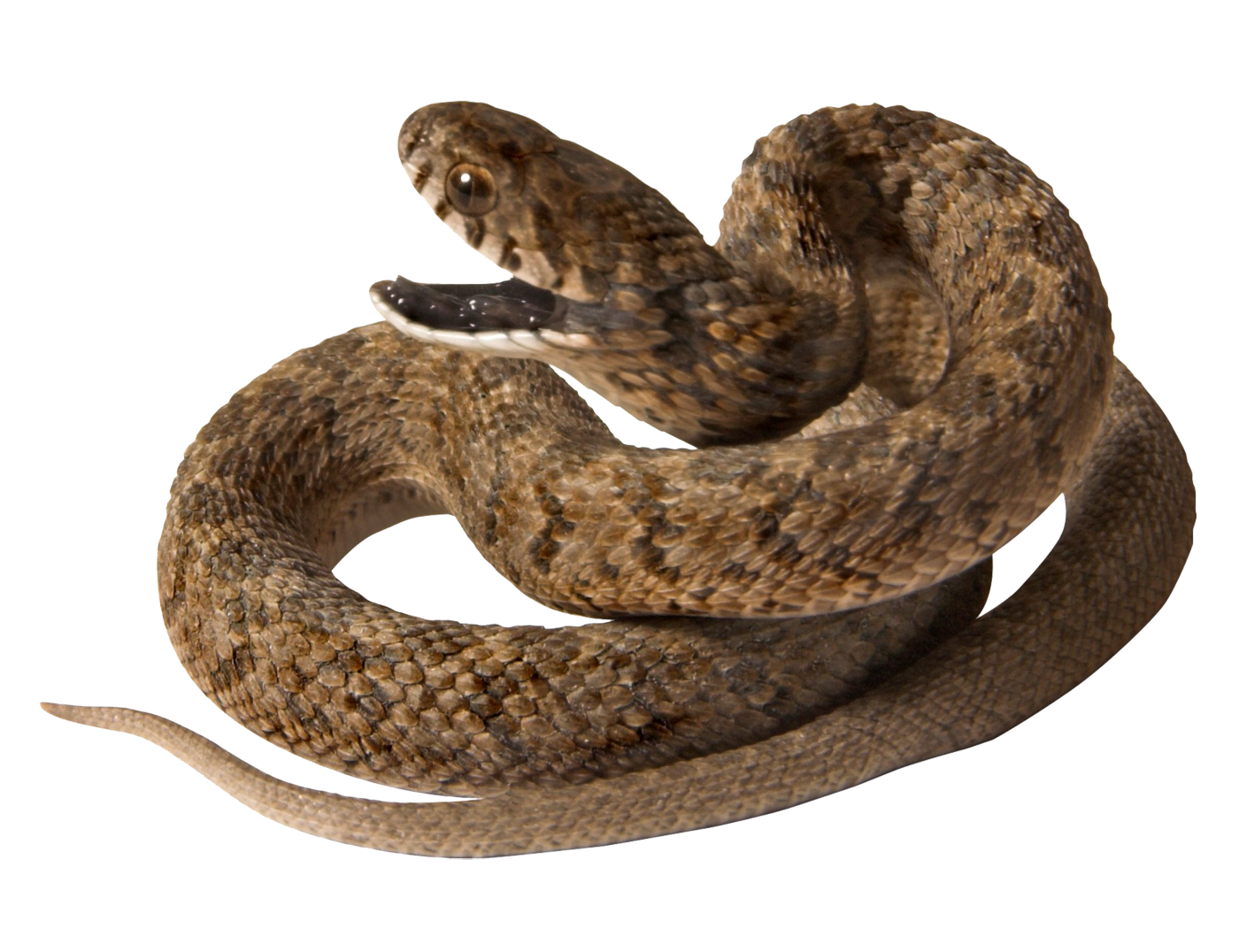 Змея Viper PNG Clipart