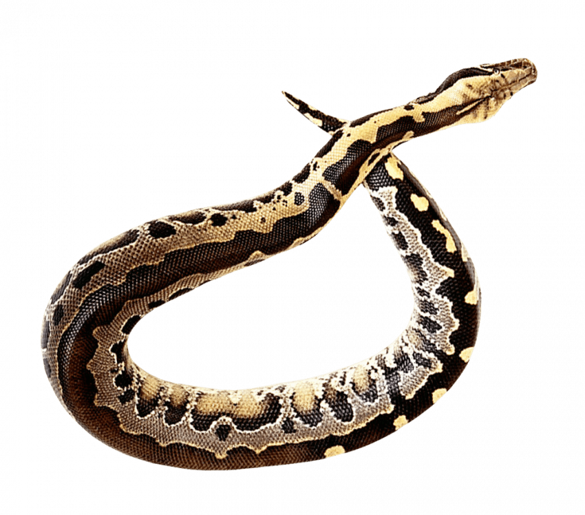 Snake Viper PNG Image