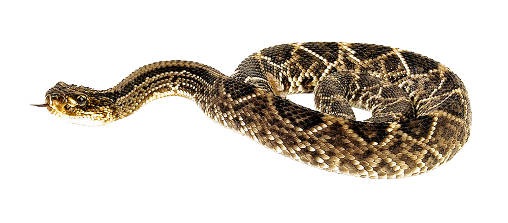 Snake Viper PNG Pic