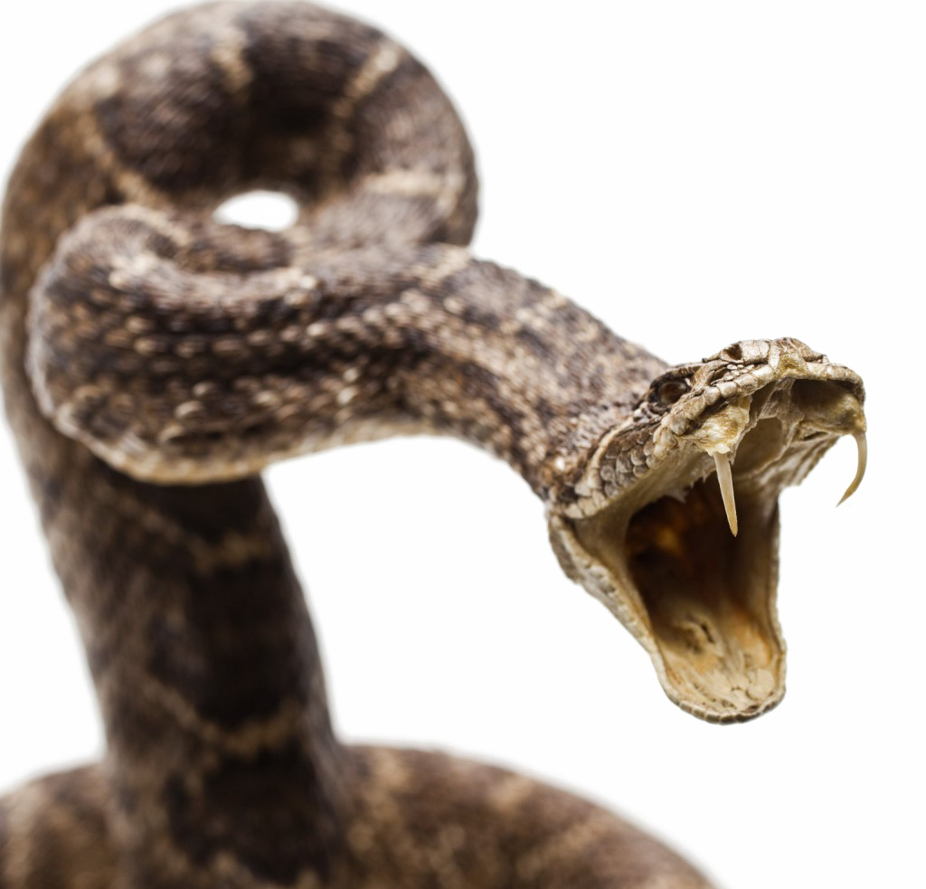 Snake Viper PNG Transparent Image