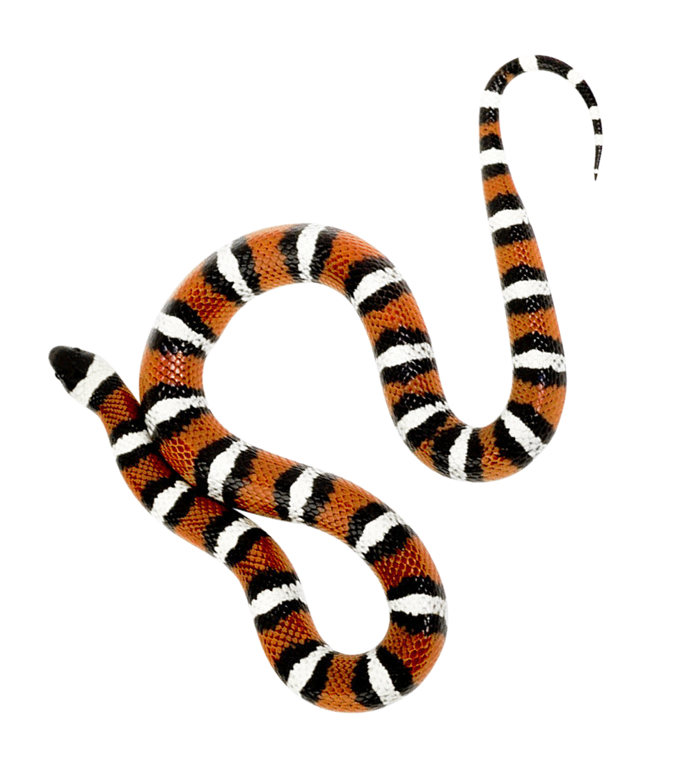 Snake Viper Transparenter Hintergrund