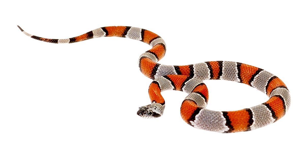 Змея Viper прозрачный PNG