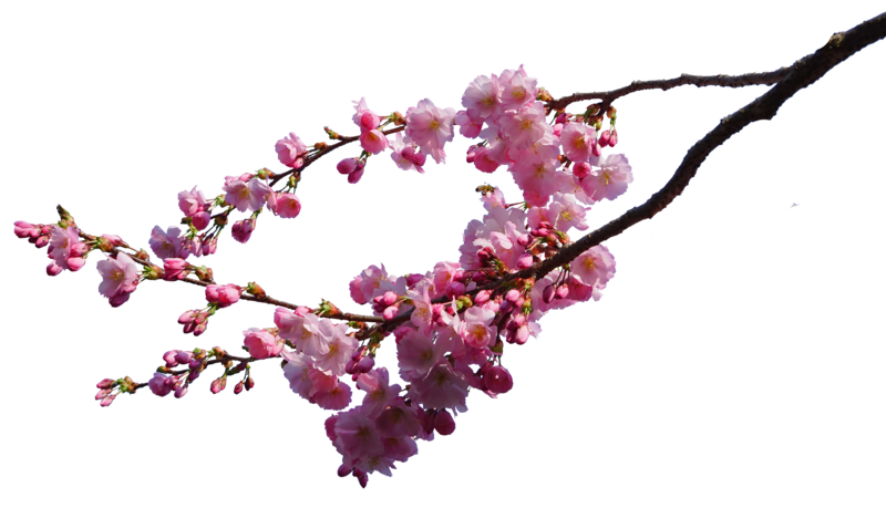 Frühlingsblütenblume transparent PNG