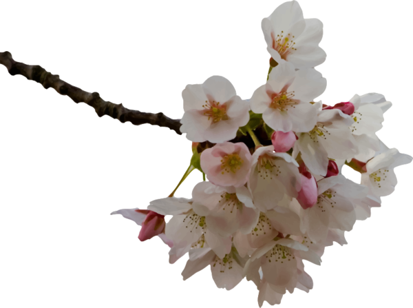 Spring Blossom PNG Unduh Gratis
