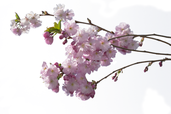 Flor de primavera PNG HD