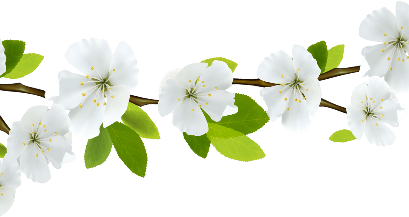 Bahar Çiçeği PNG Görüntü