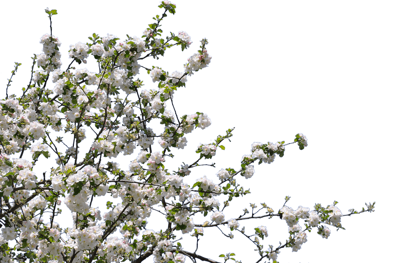 Frühlingsblüten-PNG-transparentes Bild
