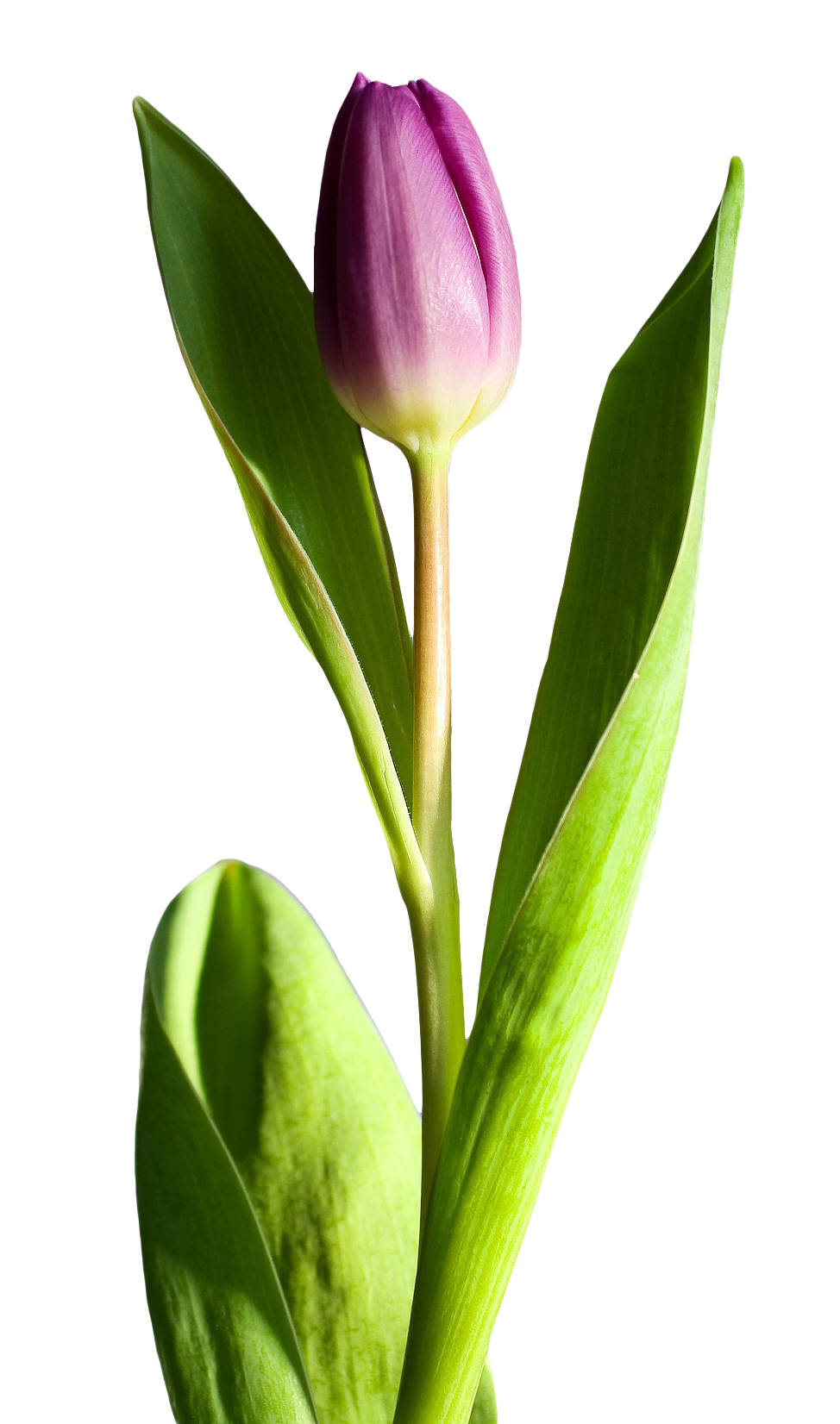 Bahar Çiçek Clipart PNG Dosyası