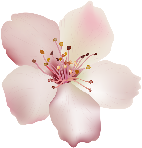 Bahar Çiçeği PNG Dosyası
