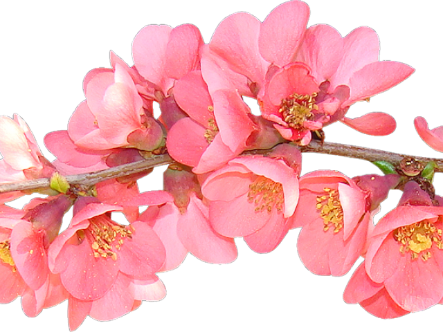 Flor de primavera PNG PIC