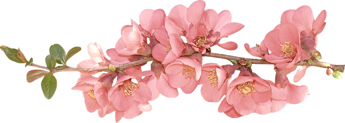 Flor de primavera PNG imagen transparente