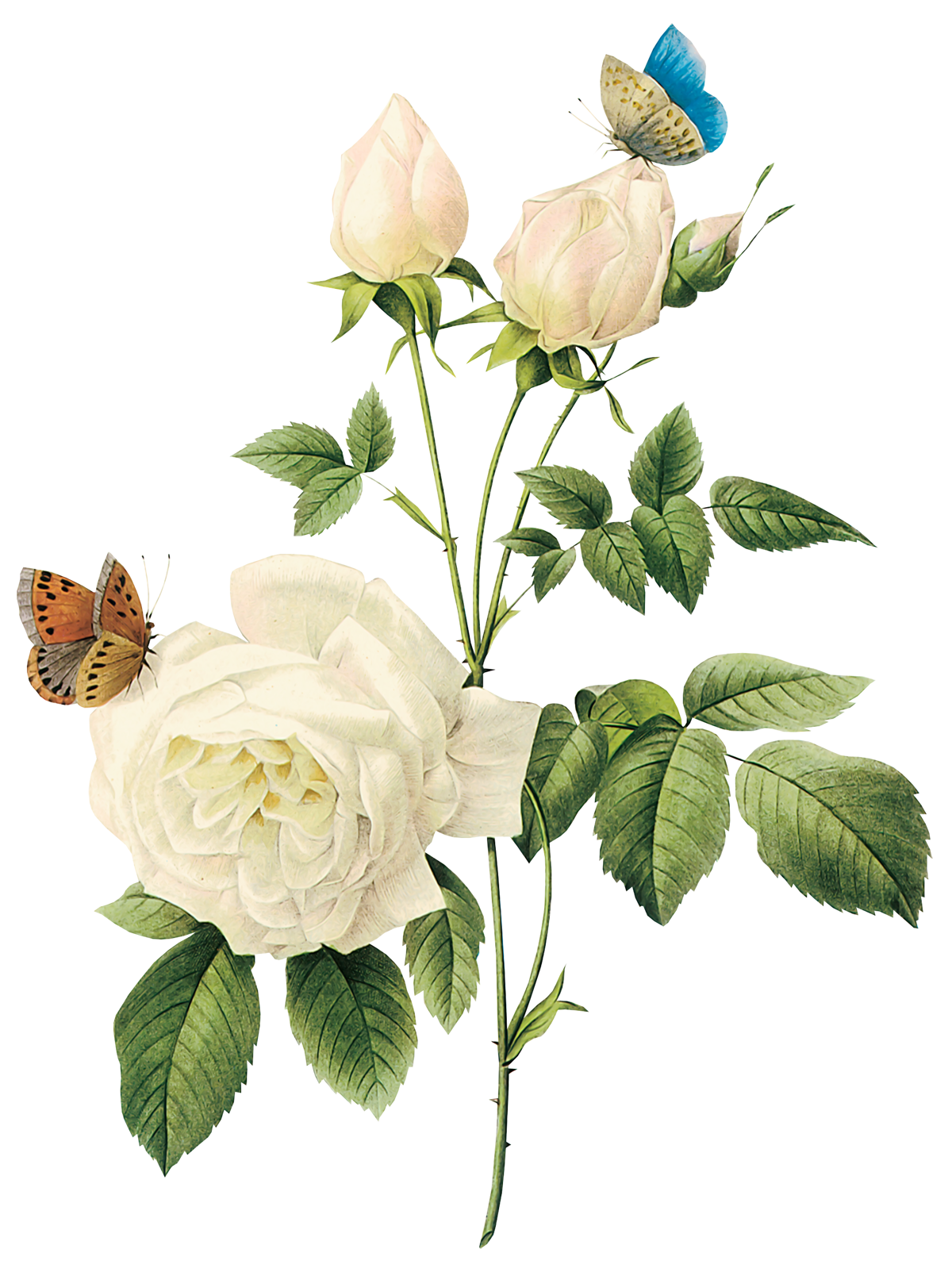 Pic PNG de fleur rose de vecteur