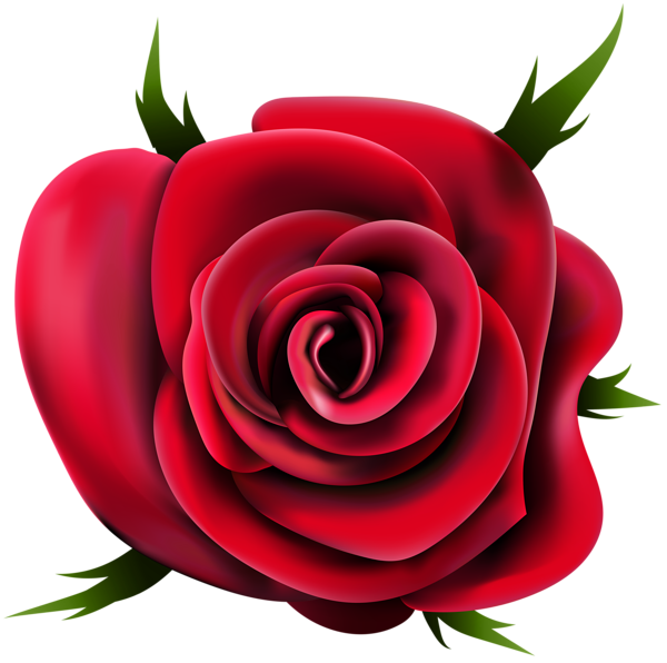 Vector Rose Flower Transparent Background