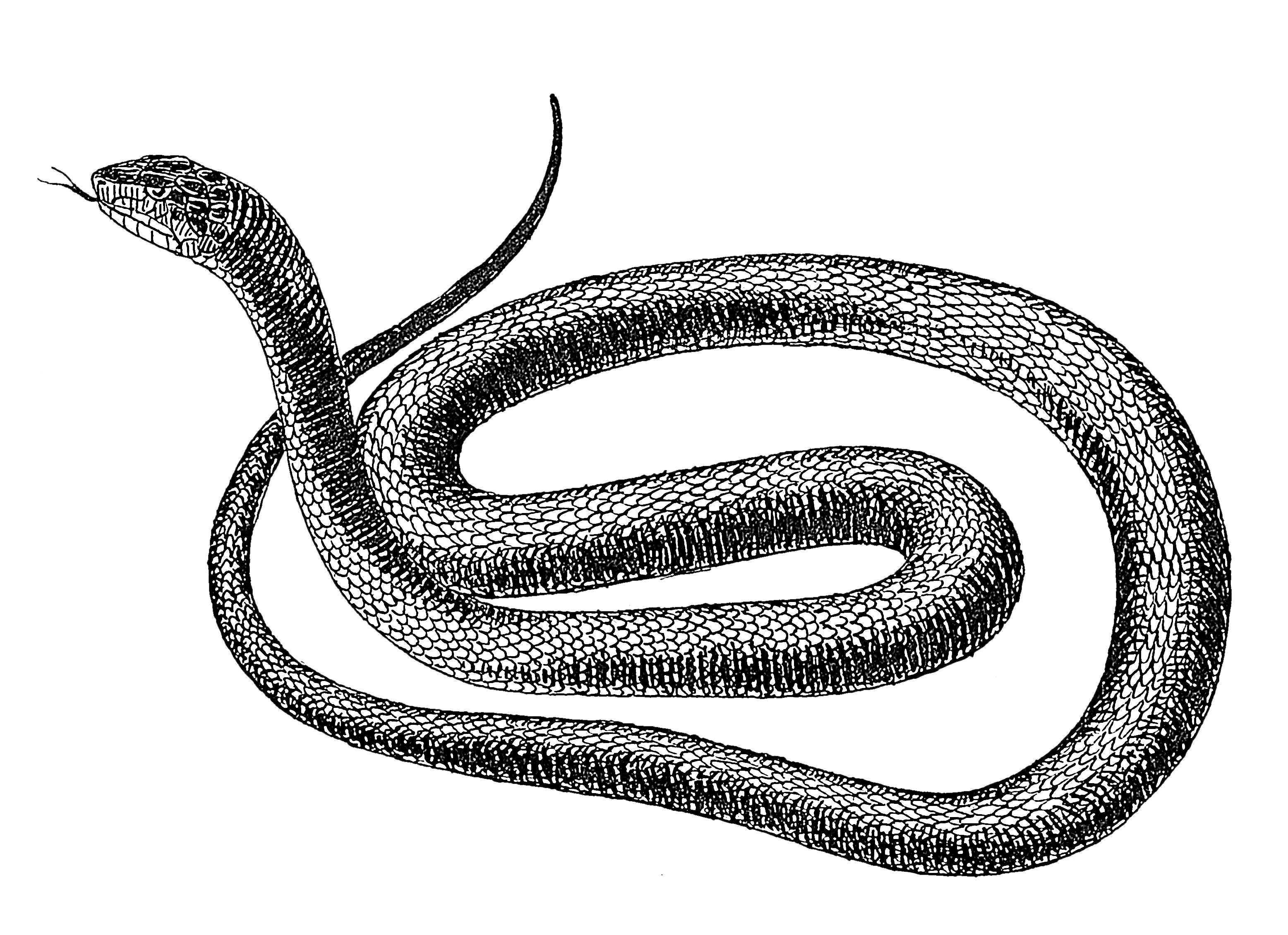 Clipart PNG serpente vettoriale