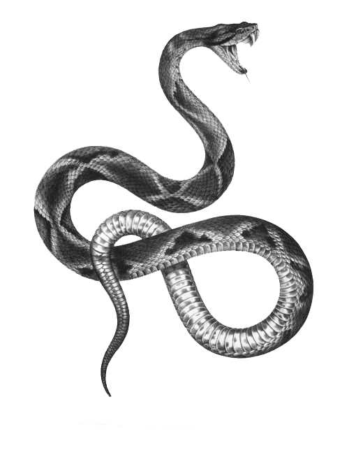 Векторная змея PNG скачать бесплатно