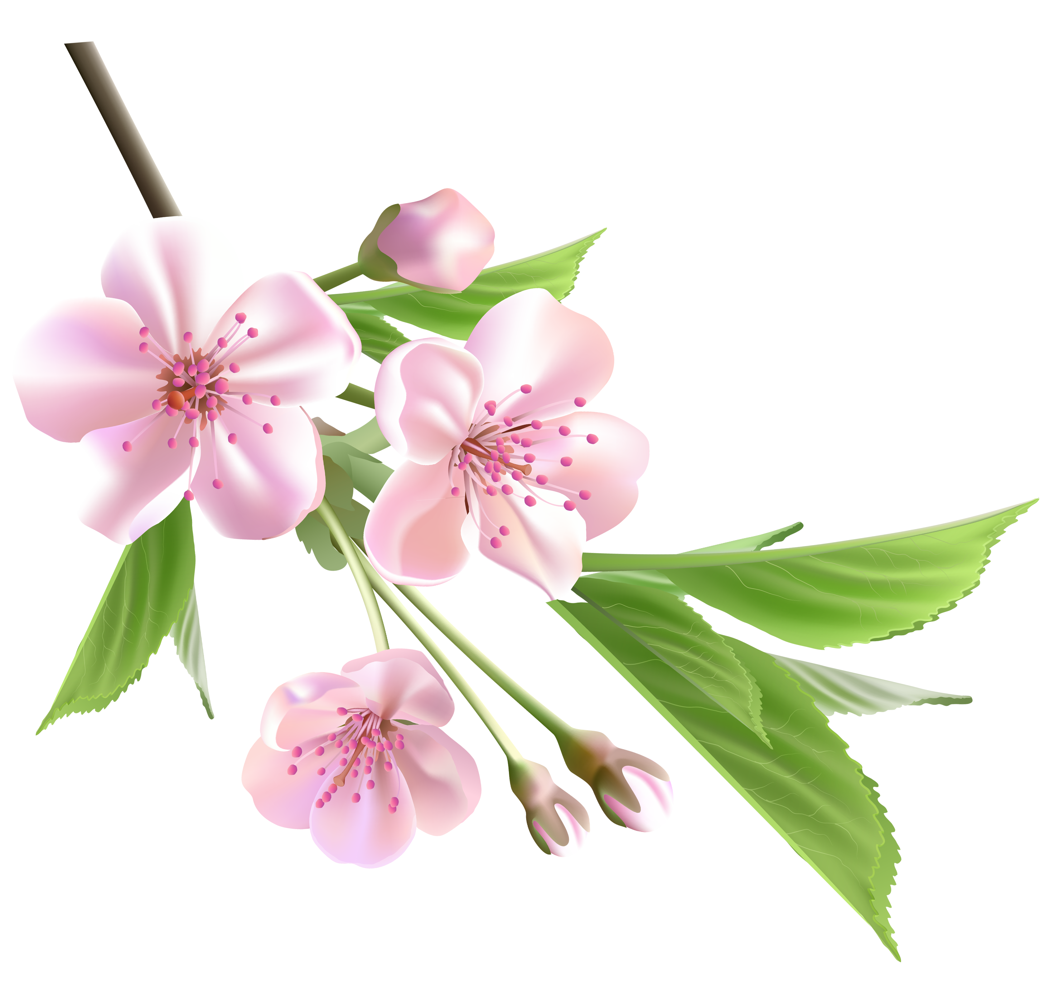 Vector Spring Blossom PNG File
