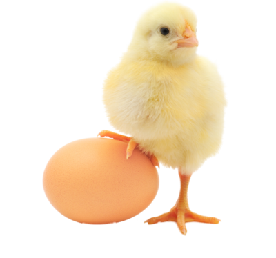 Bébé Image Transparente de poulet PNG