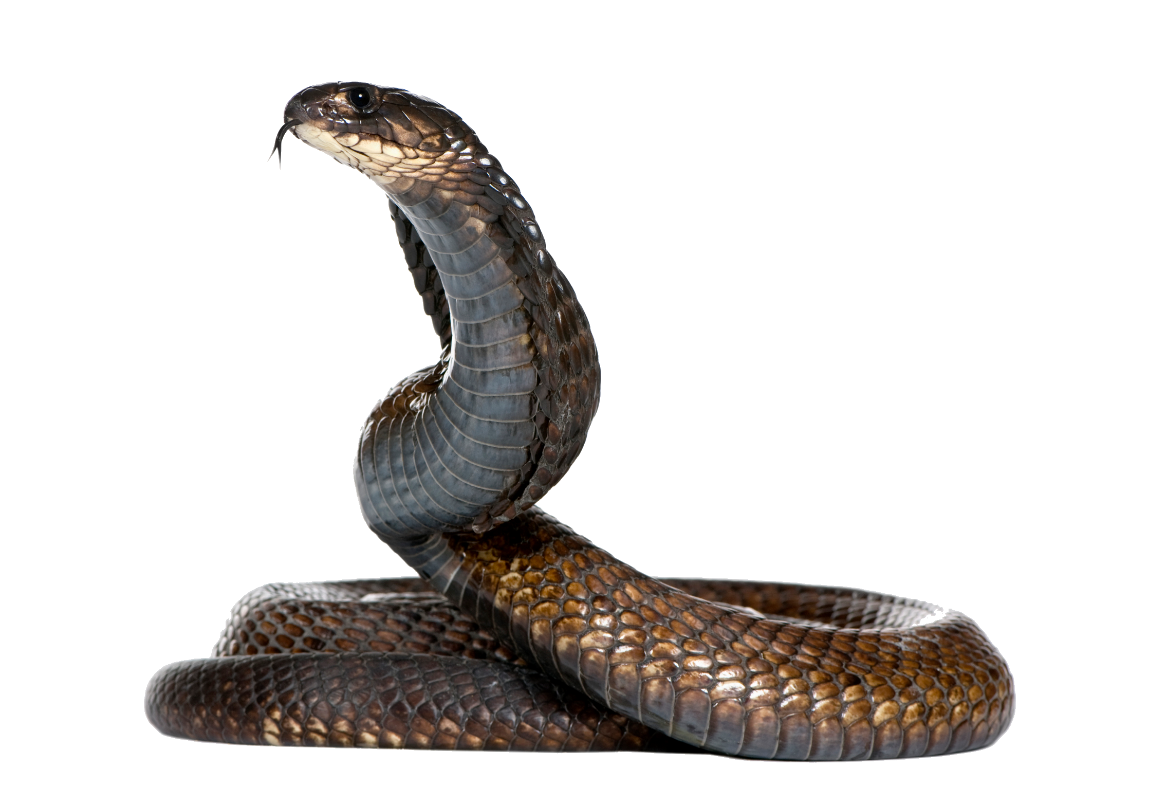 Black Imagen PNG de serpiente