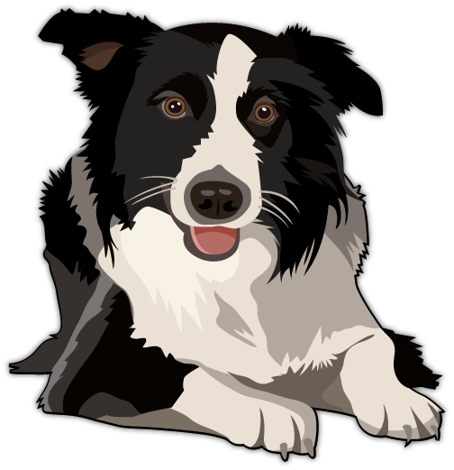 Collie Collie PNG Clipart