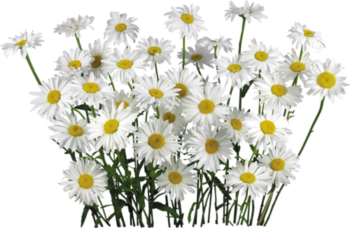 Camomile PNG File