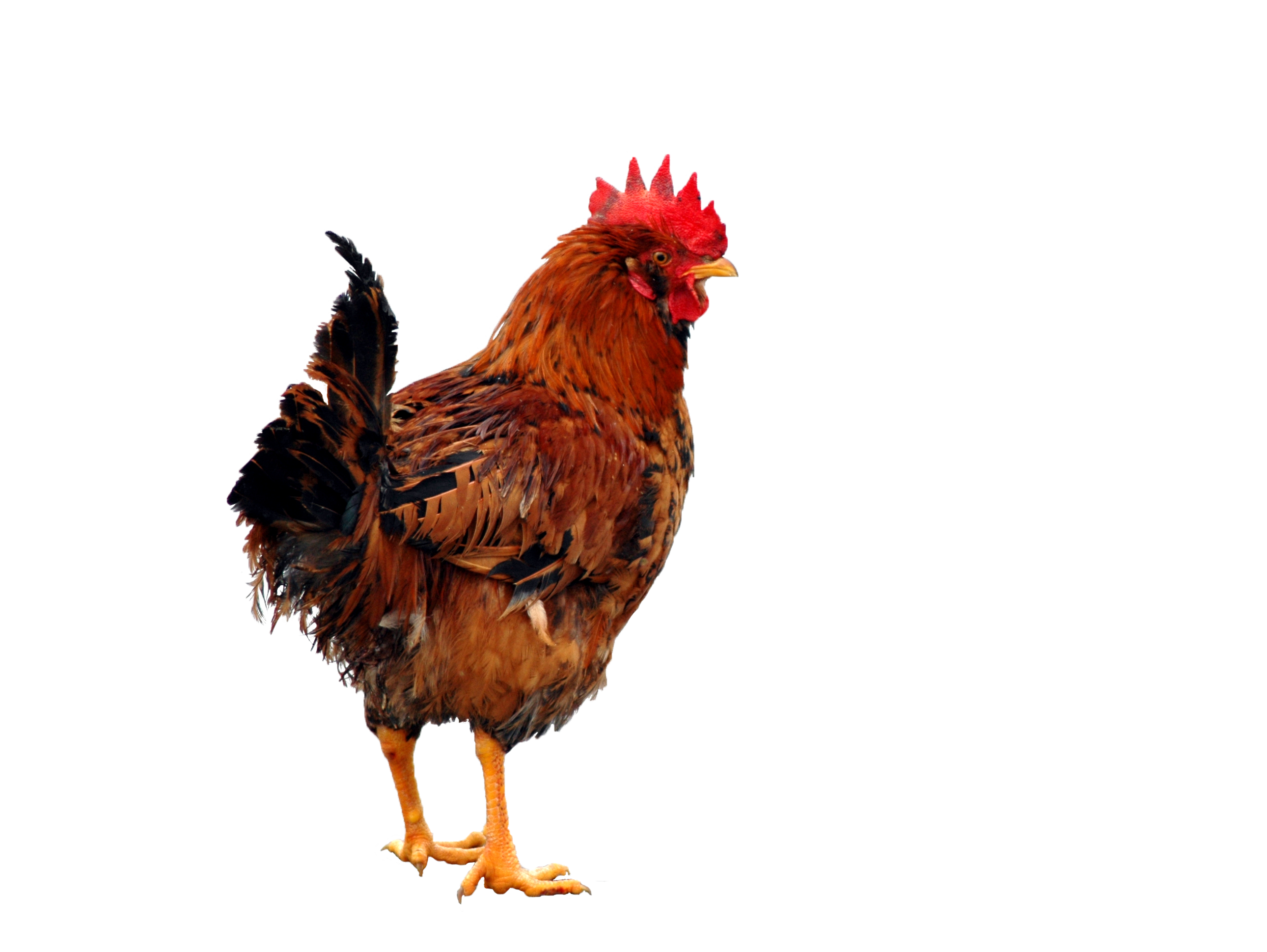 Clipart PNG de poulet