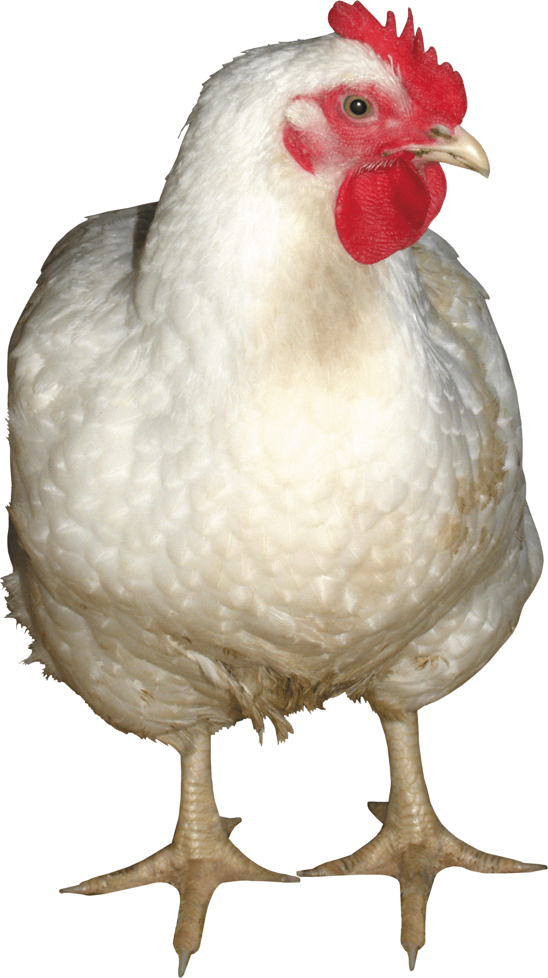 Fichier PNG de poulet