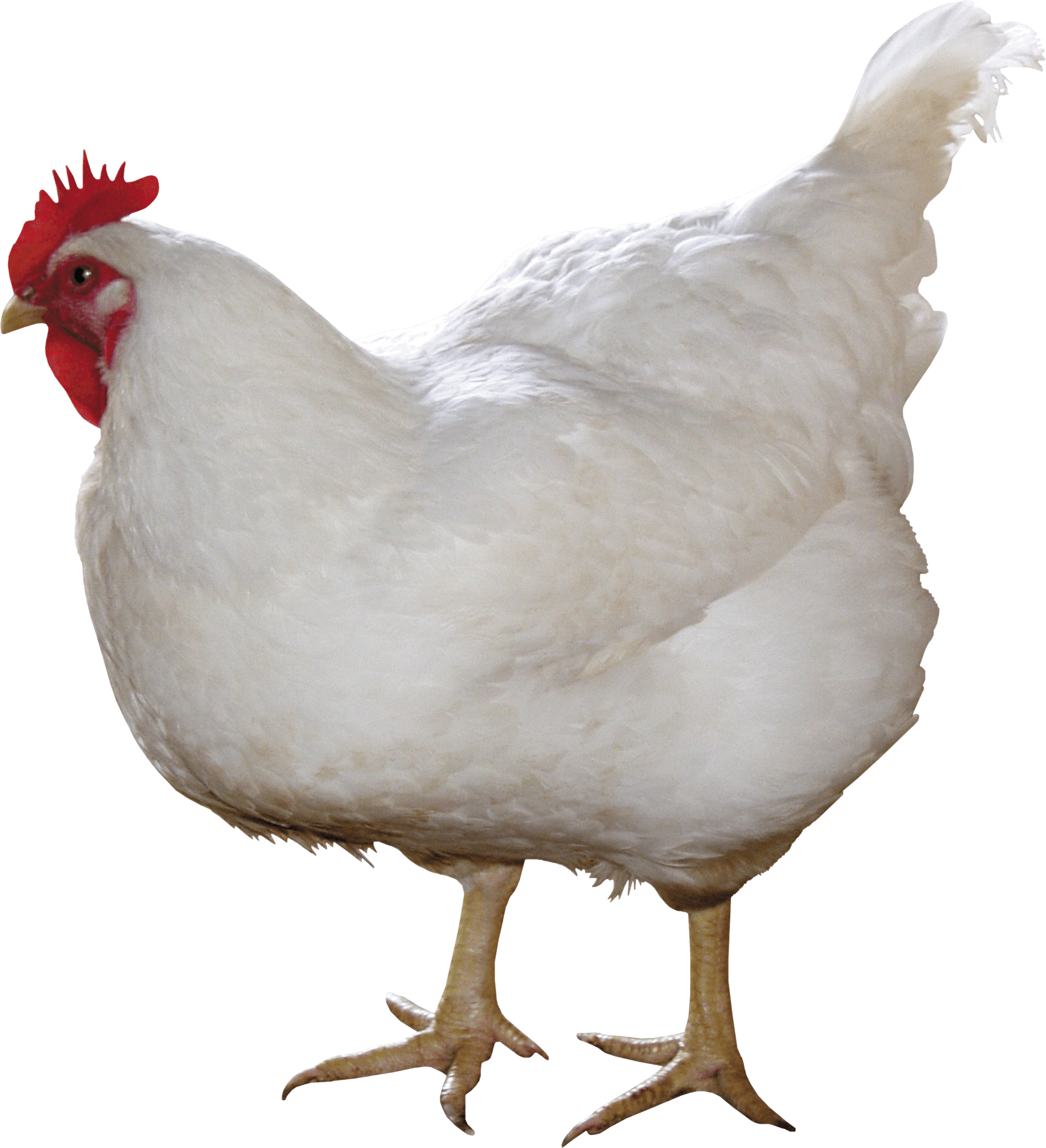 Image PNG de poulet