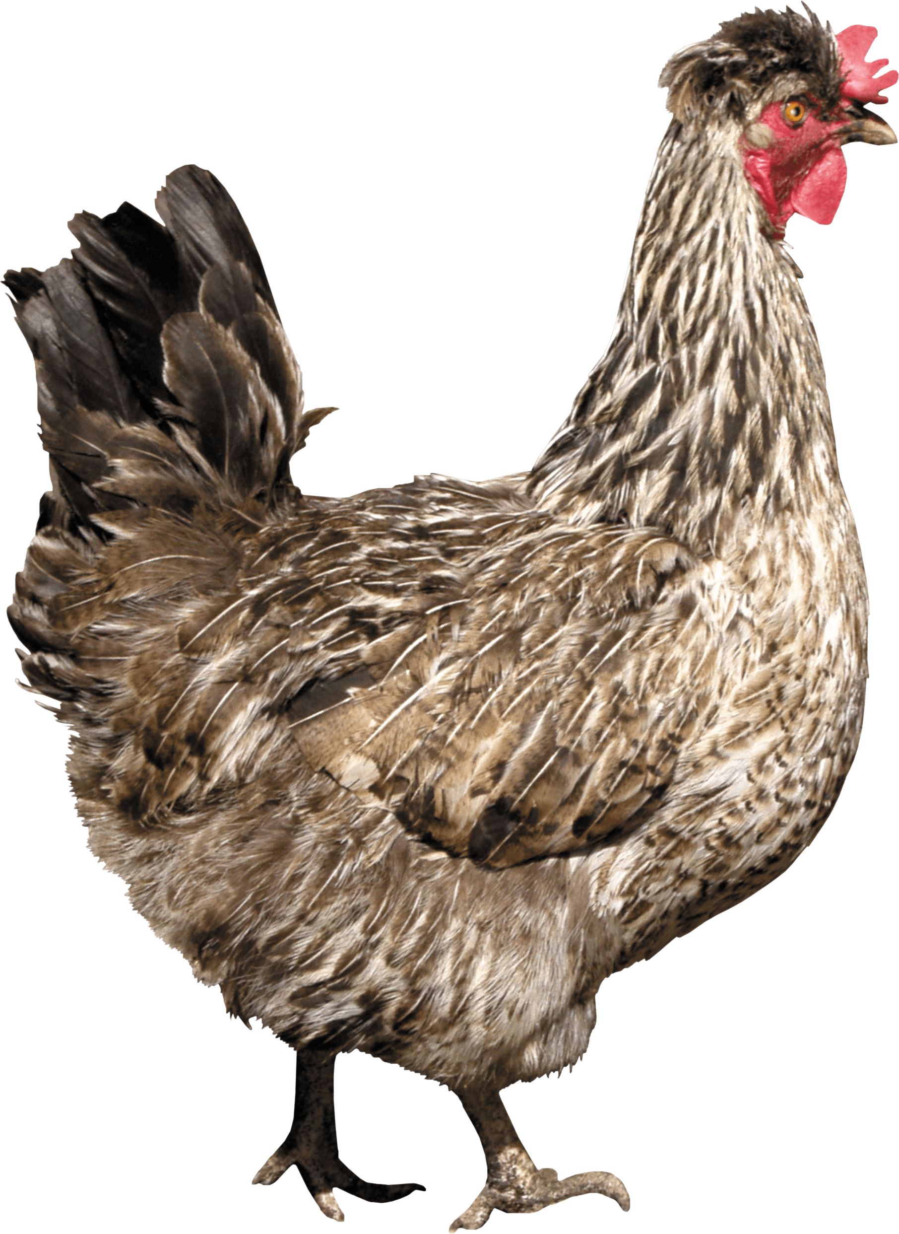 Chicken PNG Photos