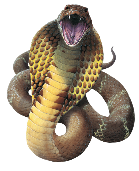 Cobra Archivo PNG de serpiente