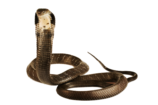Immagine del PNG del serpente Cobra