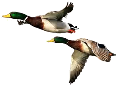Canard PNG Free Download