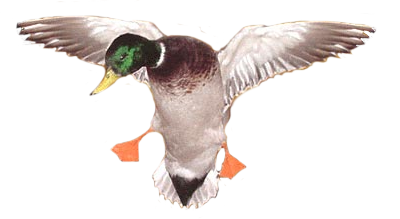 Ördek PNG Görüntüsü
