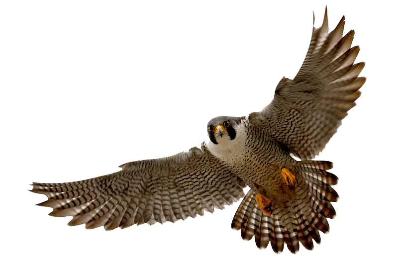 Falcon PNG Clipart