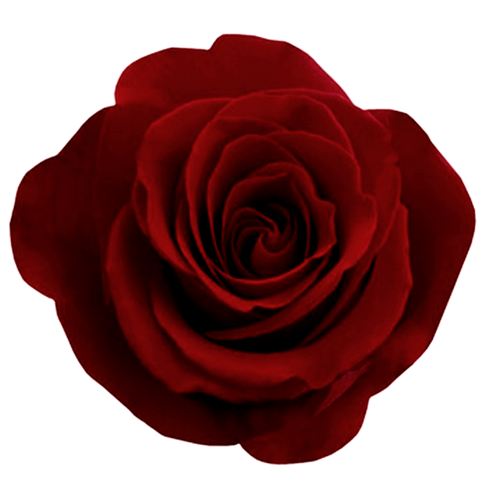 Gothic Rose PNG-Fotos