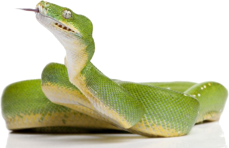 Green Serpiente PNG clipart