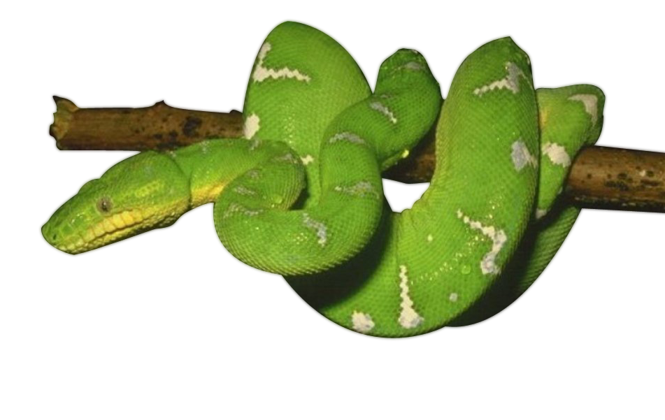 Foto verde PNG serpente