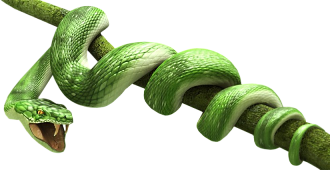 Зеленая змея PNG прозрачное изображение