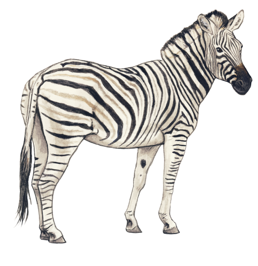 Zebra PNG Clipart