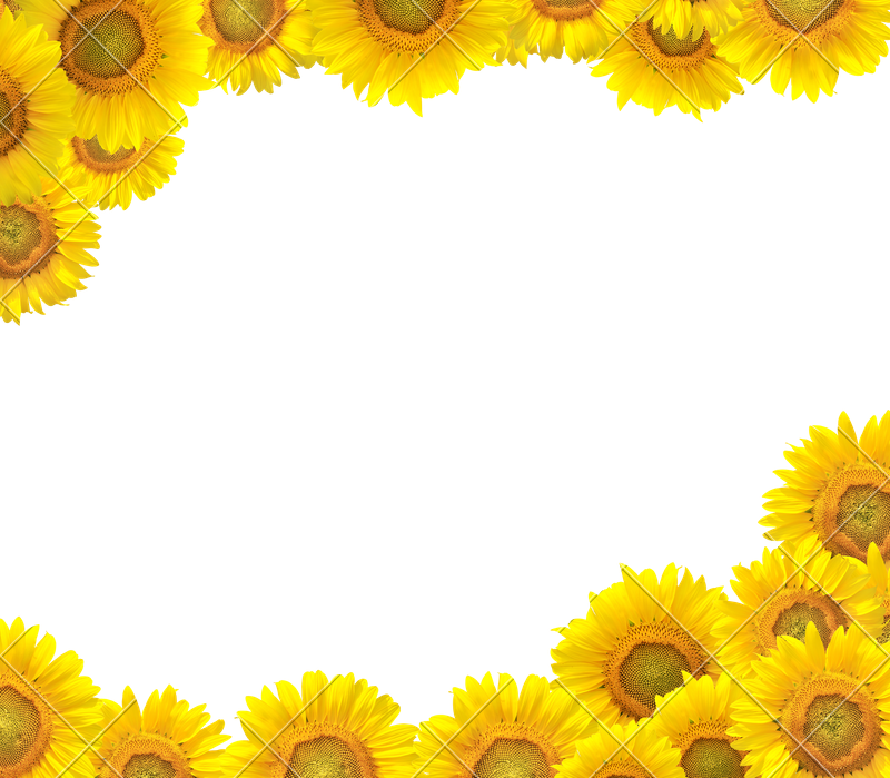 Sunflower Border PNG Isolated Photo