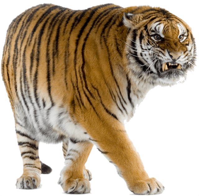 Tigre PNG HD Isolated