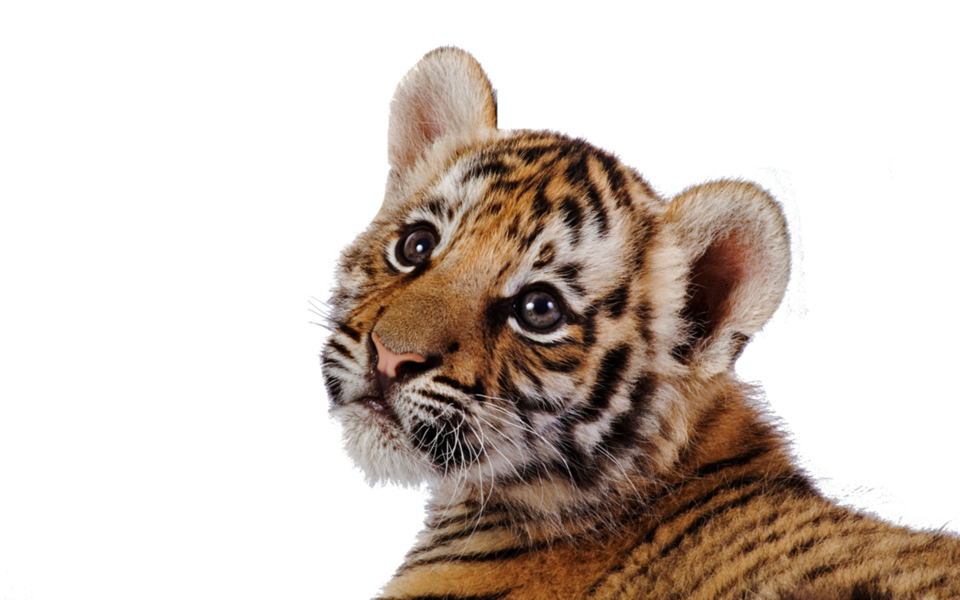 Tigre PNG Isolated Clipart