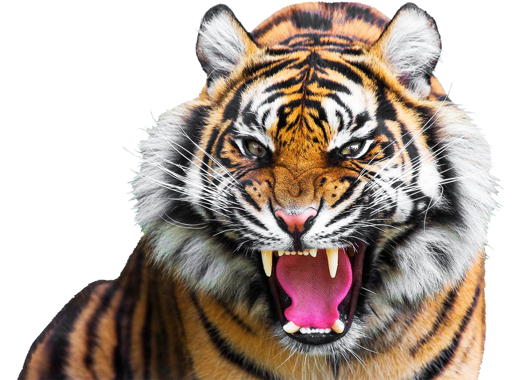 Tiger PNG Isolated HD Pictres