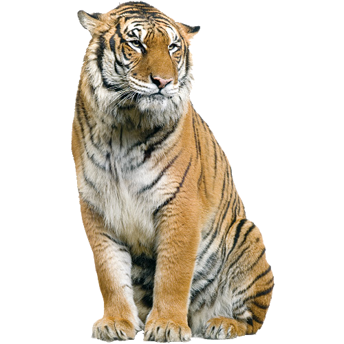 Tigre PNG Isolated Image