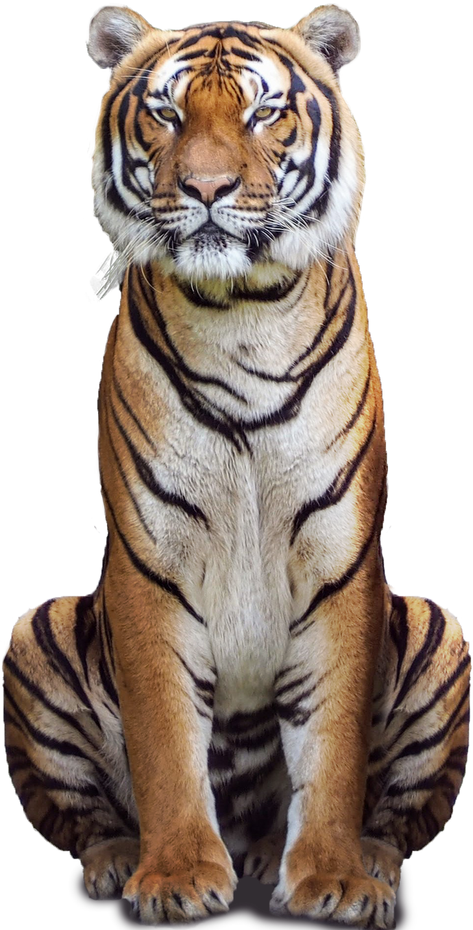 Tiger PNG Isolated Photos