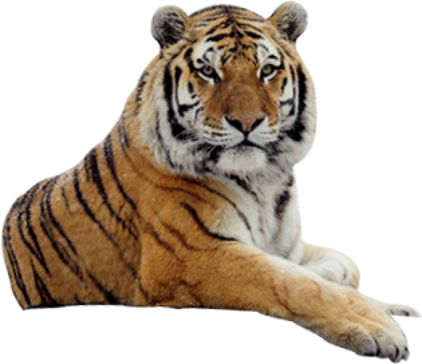 Tigre PNG Isolated Pic