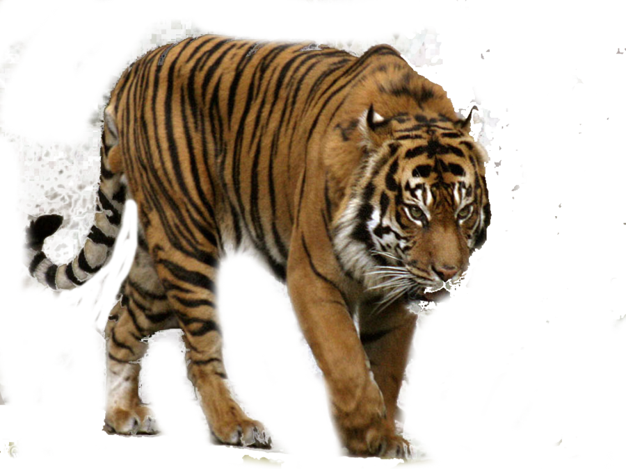 Immagine isolata PNG tigre