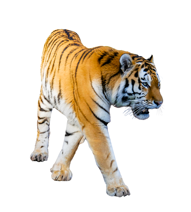 Tiger PNG Pic